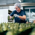 Mitarbeiterin der Produktion stellt grüne Flaschen auf das Ofenband
